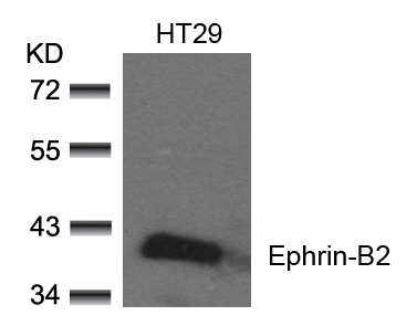 Polyclonal Antibody to Ephrin-B2 (Ab-330)
