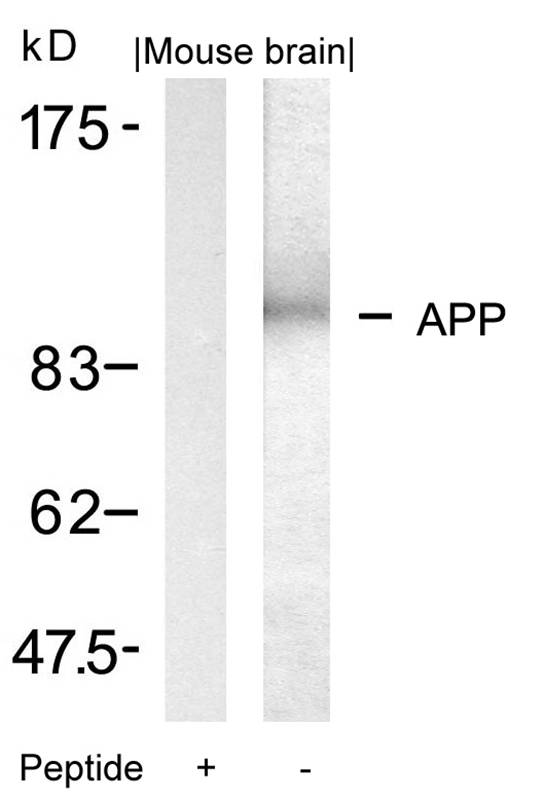 Polyclonal Antibody to APP (Ab-668)