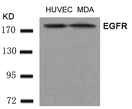 Polyclonal Antibody to EGFR (Ab-1197)