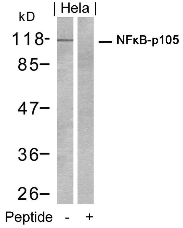 Polyclonal Antibody to NFkB-p105/p50 (Ab-932)