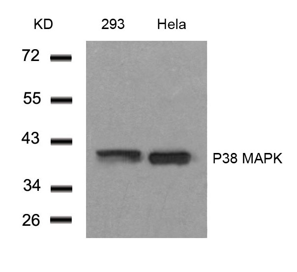 Polyclonal Antibody to P38 MAPK (Ab-182)