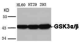 Polyclonal Antibody to GSK3 Alpha/beta(Ab-279/216)