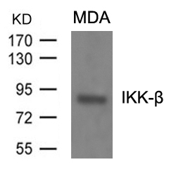 Polyclonal Antibody to IKK-beta (Ab-199)
