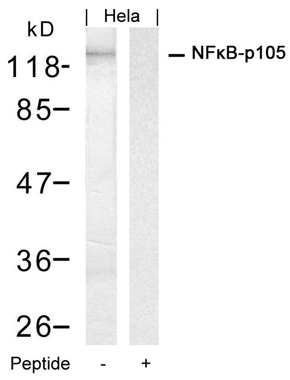 Polyclonal Antibody to NFkB-p105/p50 (Ab-927)