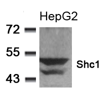 Polyclonal Antibody to Shc1 (Ab-349)