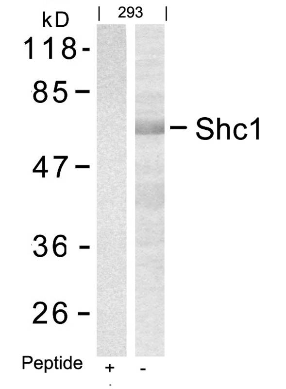 Polyclonal Antibody to Shc1 (Ab-427)