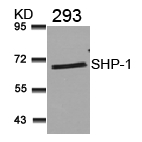 Polyclonal Antibody to SHP-1 (Ab-536)
