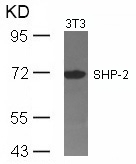 Polyclonal Antibody to SHP-2 (Ab-542)