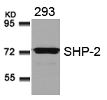 Polyclonal Antibody to SHP-2 (Ab-580)