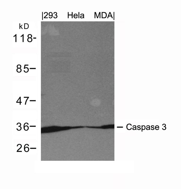 Polyclonal Antibody to Caspase 3