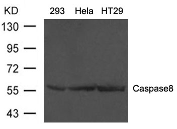 Polyclonal Antibody to Caspase8