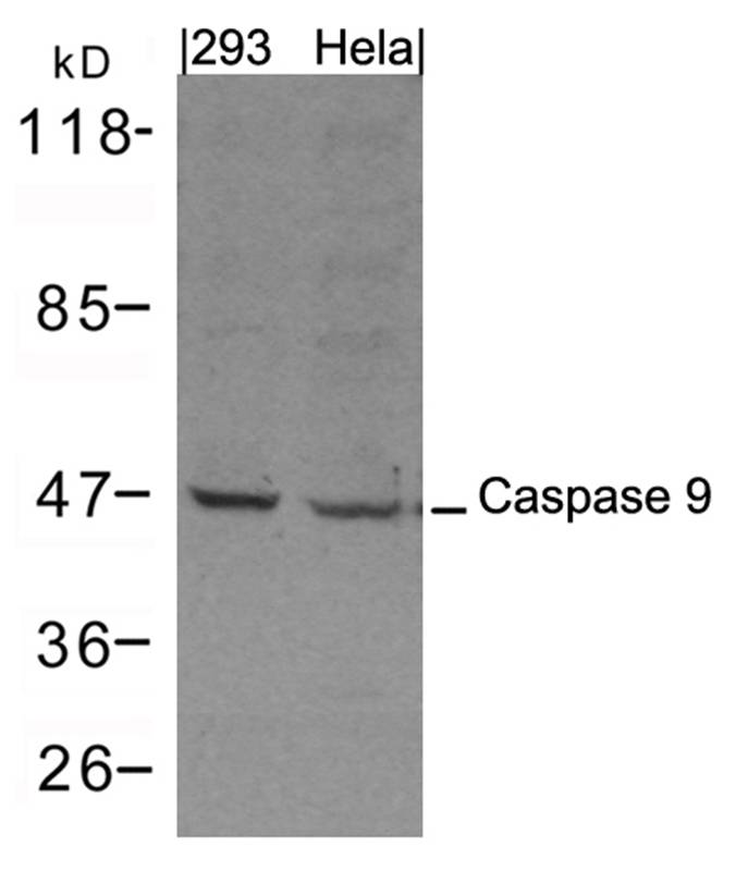 Polyclonal Antibody to Caspase 9