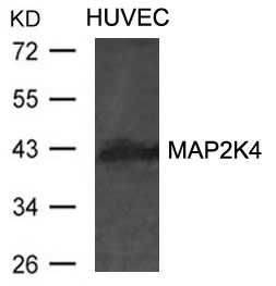 Polyclonal Antibody to MAP2K4
