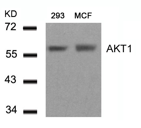 Polyclonal Antibody to AKT1 (Ab-450)