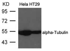 Polyclonal Antibody to alpha-Tubulin