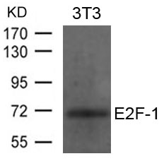 Polyclonal Antibody to E2F-1 