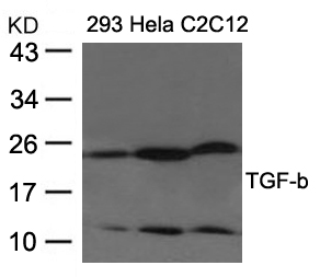 Polyclonal Antibody to TGF-b