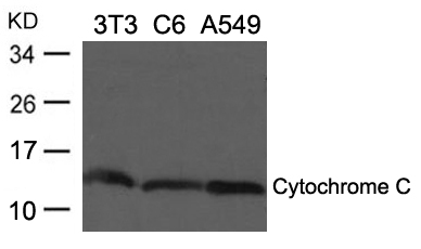 Polyclonal Antibody to Cytochrome C