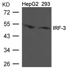 Polyclonal Antibody to IRF-3 (Ab-396)