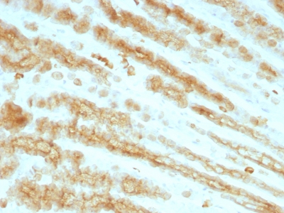 Formalin paraffin Rat Stomach stained with Cytokeratin, pan Monoclonal Antibody cocktail (KRTL/1077 + KRTH/1076).