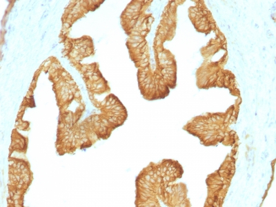 Formalin paraffin Rat Oviduct stained with Cytokeratin, HMW Monoclonal Antibody (KRTL/1077).