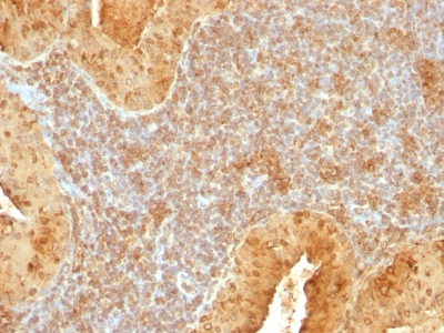Monoclonal Antibody to Cytochrome C (Mitochondrial Marker)(Clone : 7H8.2C12)