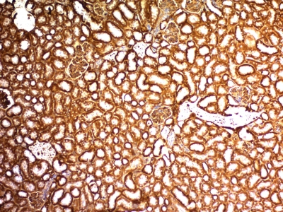 Formalin-fixed, paraffin-embedded Mouse Kidney stained with WT1 Monoclonal Antibody (WT1/857).