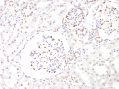 Formalin-fixed, paraffin-embedded Rat kidney stained with WT1 Monoclonal Antibody (WT1/857).