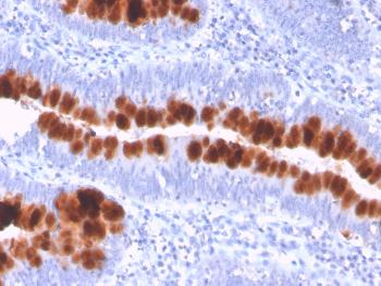 Anti-CD95 / FAS / TNFRSF6 Monoclonal Antibody(Clone: FAS/3112)