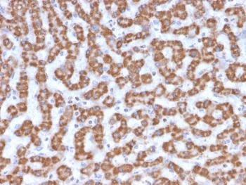 Fig. 2: Formalin-fixed, paraffin-embedded human Liver stained with Prohibitin Mouse Monoclonal Antibody (PHB/3230).