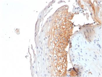 Fig. 2: Formalin-fixed, paraffin-embedded human Tonsil stained with CD9 Mouse Monoclonal Antibody (CD9/1619).