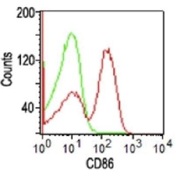 Anti-CD86 (Dendritic Cells Maturation Marker) Monoclonal Antibody(Clone: BU63) Anti-CD86 (Dendritic Cells Maturation Marker) Monoclonal Antibody(Clone: BU63)
