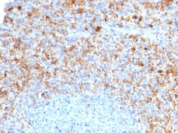 Fig. 2: Formalin-fixed, paraffin-embedded human Spleen stained with CD40L-Monospecific Mouse Monoclonal Antibody (CD40LG/2761)