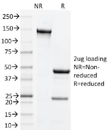 Anti-CD134, Mouse (OX40) Monoclonal Antibody(Clone: OX-86) BSA/Azide Free