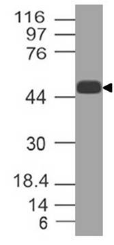 Polyclonal antibody to Caspase-9