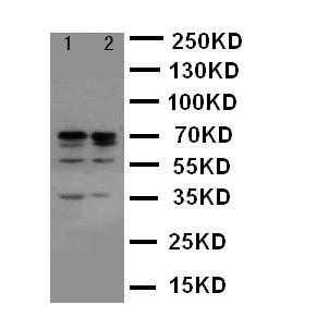 Anti-Lamin A/C Polyclonal Antibody