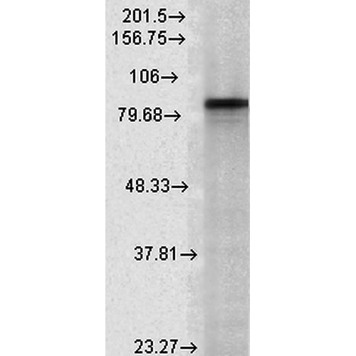 Anti-HSP90 alpha Monoclonal Antibody (Clone : Hyb-K41009) Alkaline Phosphatase(Discontinued)
