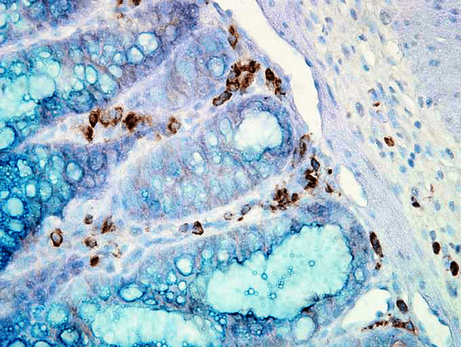 Figure 3 :  Mouse Anti-Hsp90 alpha Antibody [Hyb-K41009] used in Immunohistochemistry (IHC) on Mouse inflamed colon