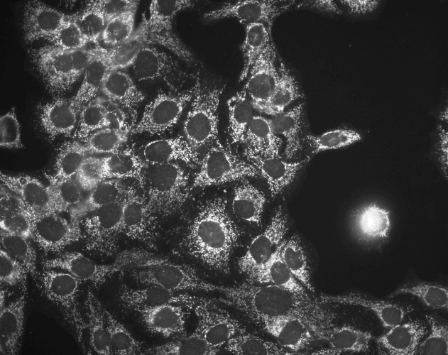 Figure1 : Mouse Anti-Hsp60 Antibody [LK-1] used in Immunocytochemistry/Immunofluorescence (ICC/IF) on Human HaCaT cells