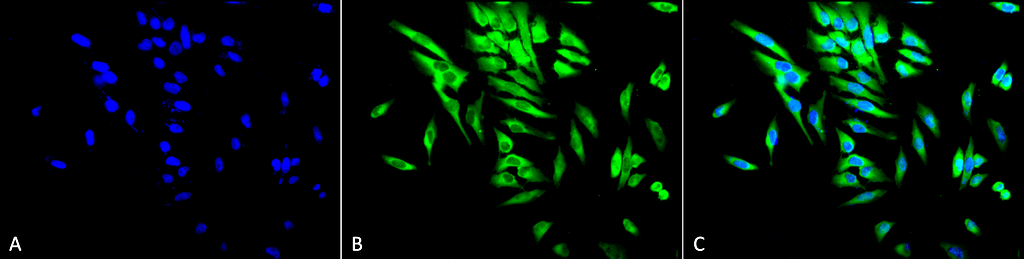 Figure 4 :  Mouse Anti-Hsp90 alpha/beta Antibody [Hyb-K41220A]used in Immunocytochemistry/Immunofluorescence (ICC/IF) on Human HeLa Cells