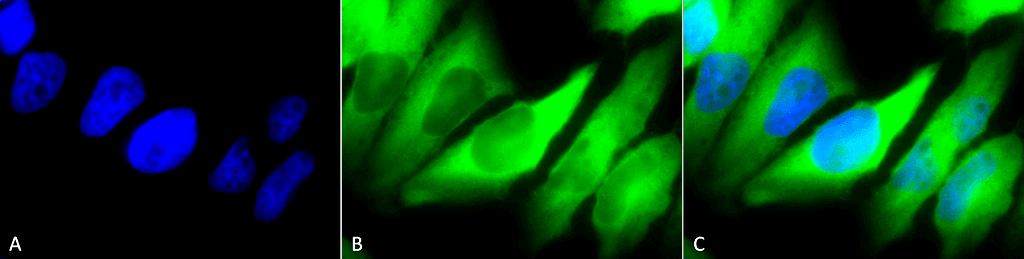 Figure1 : Mouse Anti-Hsp90 alpha/beta Antibody [Hyb-K41220A]used in Immunocytochemistry/Immunofluorescence (ICC/IF) on Human HeLa Cells