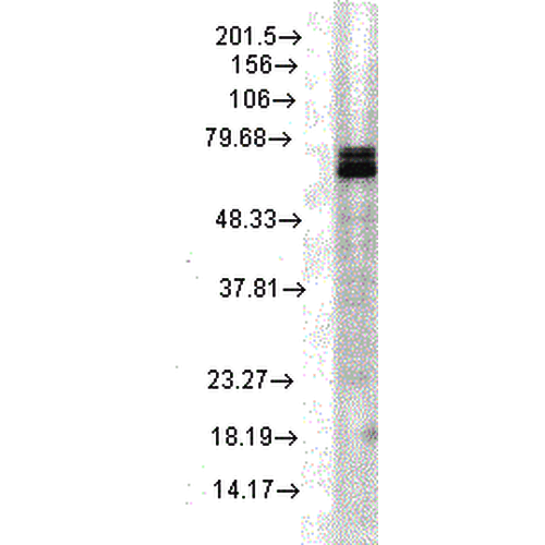 Anti-HSP70 Monoclonal Antibody (Clone : 3A3) Biotin