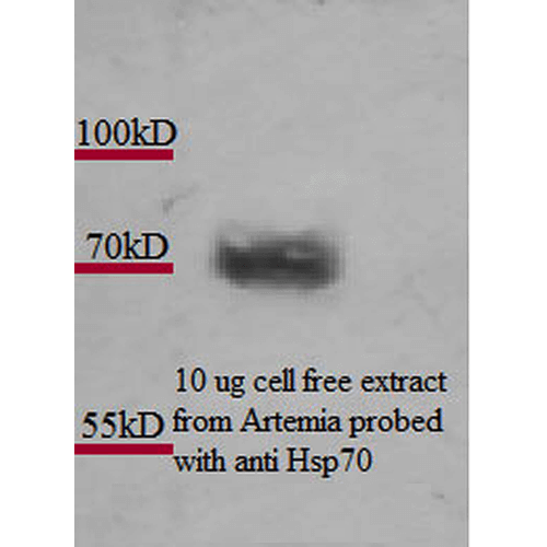 Figure 2 :  Mouse Anti-Hsp70 Antibody [3A3] used in Western Blot (WB) on Artemia franciscanna (brine shrimp) cell lysates