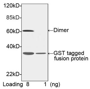 Biotinylated Rabbit Polyclonal Antibody to GST-tag(Discontinued)