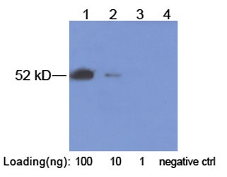 Rabbit Polyclonal Antibody to E2-tag(Discontinued)