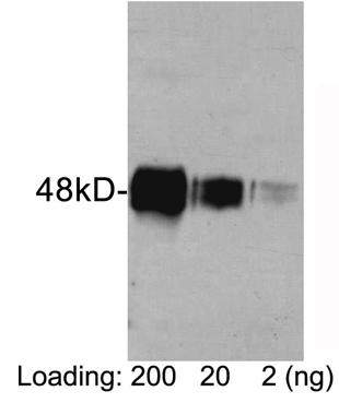 Figure-1 : Western blot analysis of HAT-tag Antibody at 0.5 μg/ml on HAT-tagged fusion protein (200, 20 & 2 ng) expressed in E. coli cell lysate.