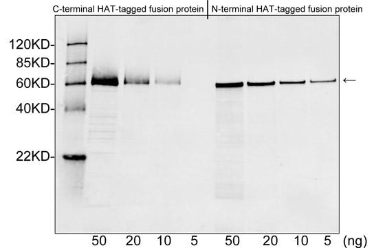 Rabbit Polyclonal Antibody to HAT-tag(Discontinued)