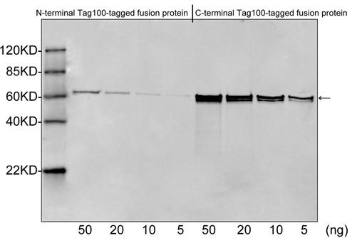 Rabbit Polyclonal Antibody to Tag-100-tag(Discontinued)