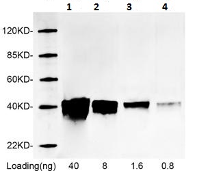 Figure-2 : Western blot analysis of RFP-tag Antibody at 1 μg/ml on RFP-tagged fusion protein (40 ng, 8 ng, 1.6 ng, 0.8 ng ) expressed in E. coli cell lysate.
