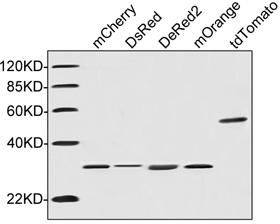 Figure-3 : Western blot analysis of RFP-tag Antibody at 1 µg/ml on red fluorescent protein variants (mCherry, DsRed, DeRed2, mOrange, tdTomato), IRDye 800 Conjugated Goat Anti-Rabbit IgG was used as Secondary Antibody.